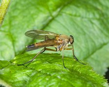 Marsh snipe fly male